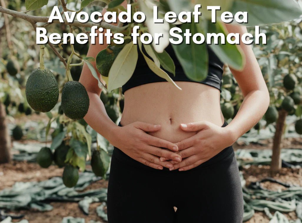 Avocado Leaf Tea Benefits for Stomach
