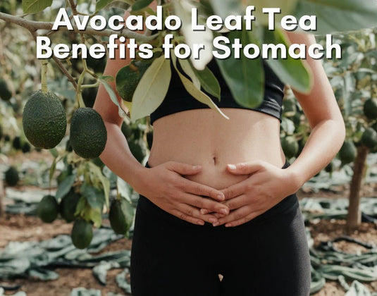 Avocado Leaf Tea Benefits for Stomach