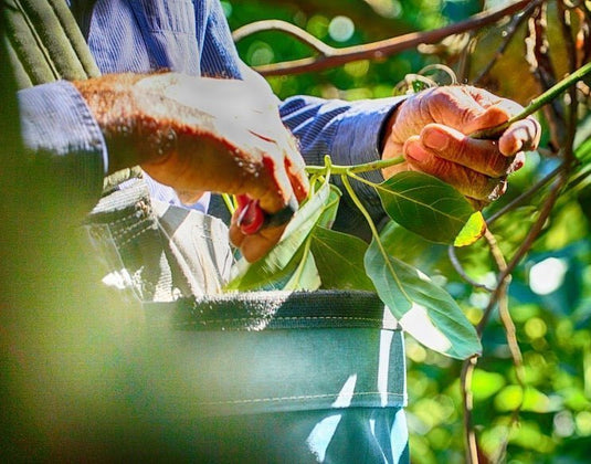 Avocado Leaf Tea - GAP - Good Agricultural Practices