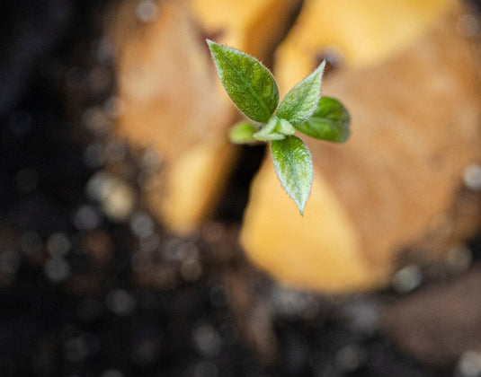 Avocado Seed Tea Vs. Avocado Leaf Tea