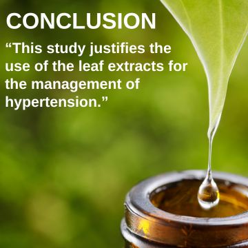 avocado leaf benefits hypertension 2.jpg__PID:b47782a8-0b4e-44c9-850c-7f8f9fef9c3b