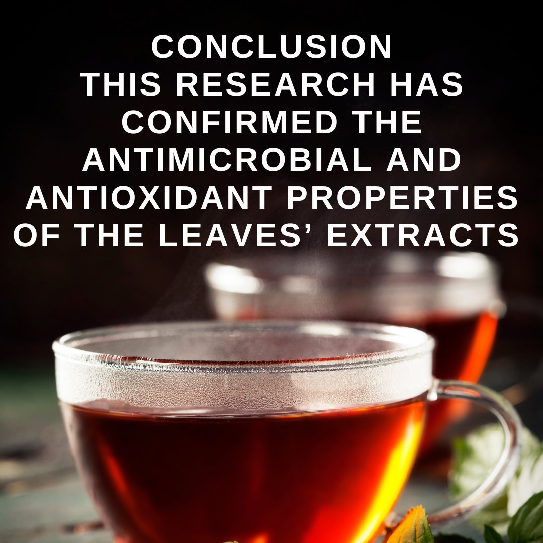 A 2015 study reveals the antioxidant properties of the avocado leaf