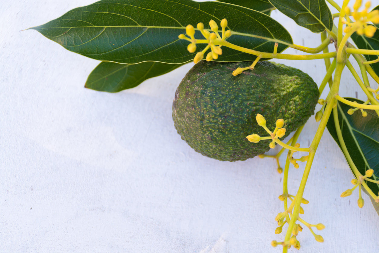 Healthy avocado tea, avocado leaf tea,  diabetes tea