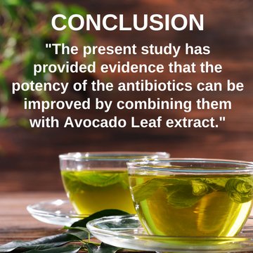 Increase the Effectiveness of Antibiotics with Avocado Leaf