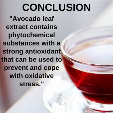2018 Study On Antioxidant activity of the Avocado Leaf