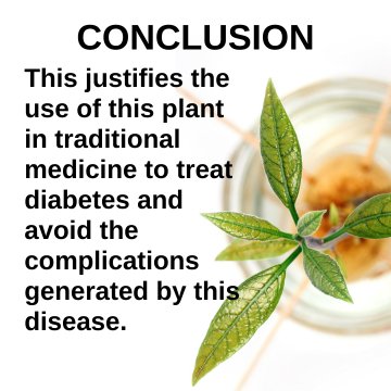 Avocado Leaf Tea and diabetes study