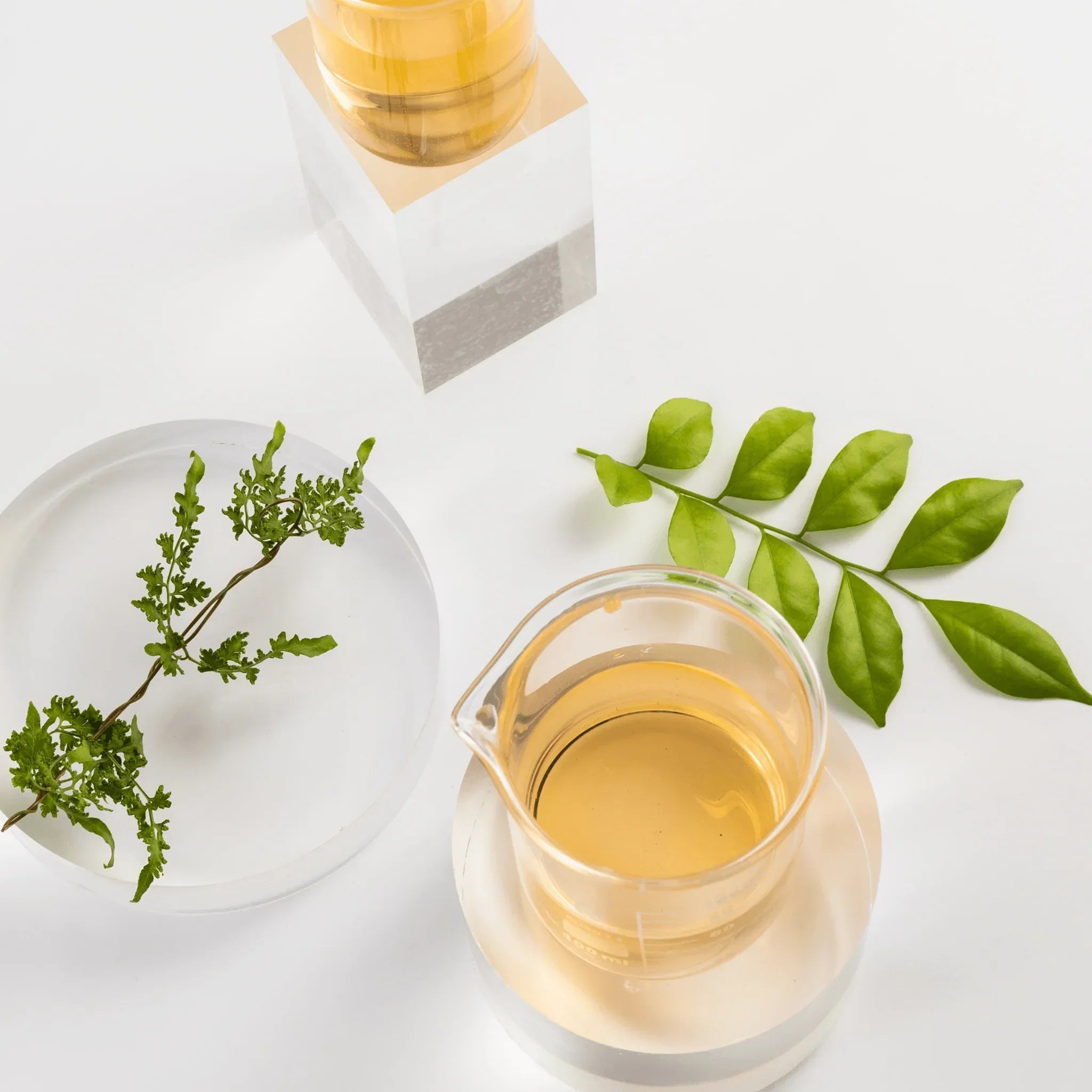 Recent Study Shows High Antioxidant Activity in Avocado Leaves